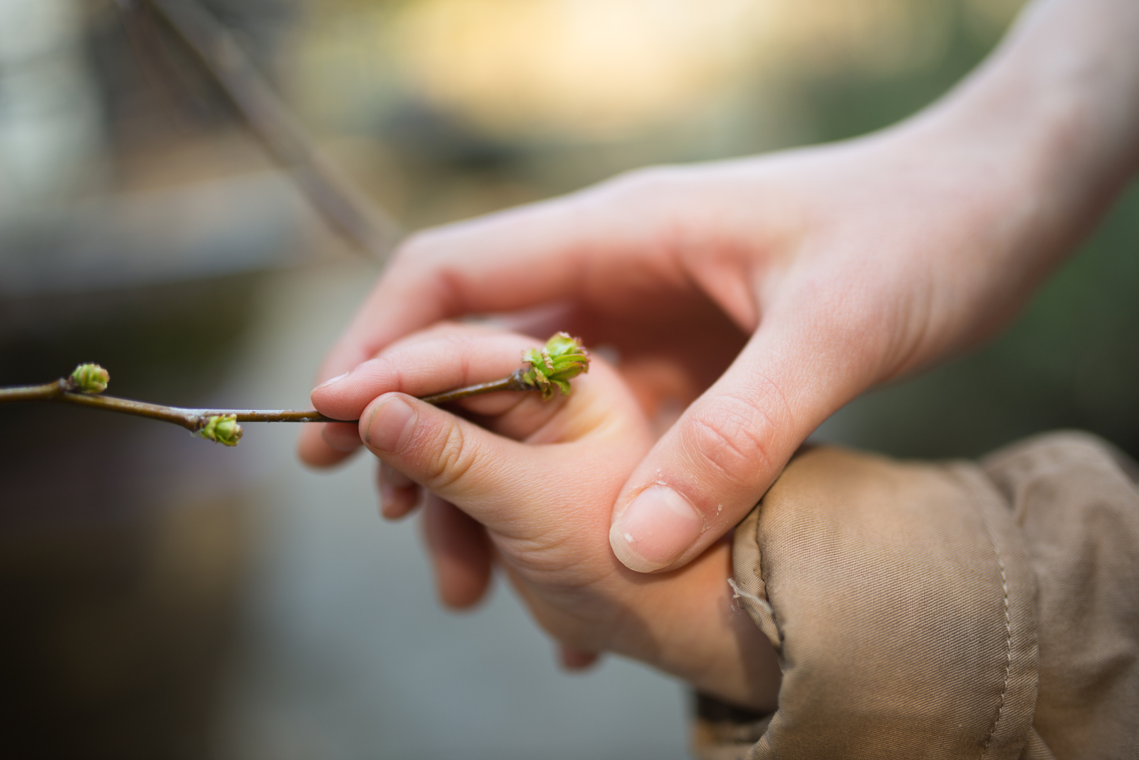 Parent and child hand touching the sprout